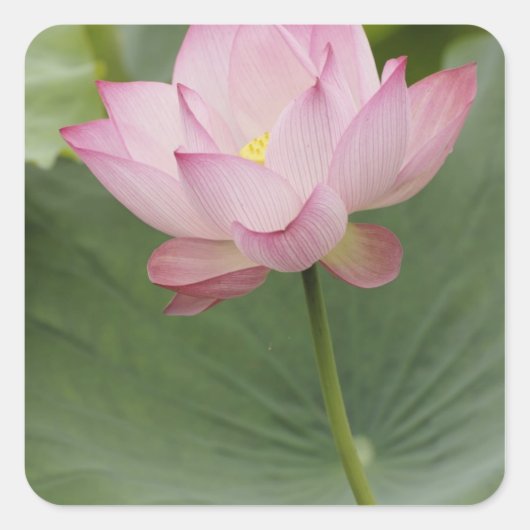 Sluiting van Lotus flower, Nelumbo nucifera), Vierkante Sticker (Voorkant)