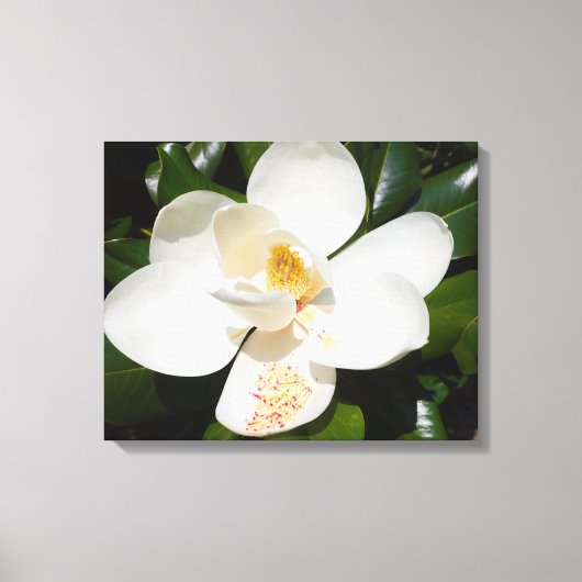 sluiting van magnolia grandiflora op canvas print (Voorkant)