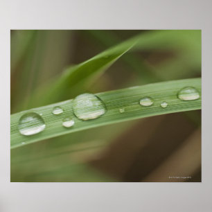 Sluiting van nat tropisch blad 4 poster