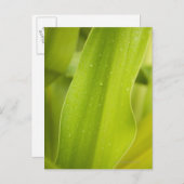 Sluiting van nat tropisch blad briefkaart (Voorkant / Achterkant)