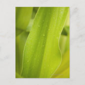 Sluiting van nat tropisch blad briefkaart (Voorkant)