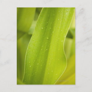 Sluiting van nat tropisch blad briefkaart