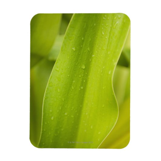 Sluiting van nat tropisch blad magneet (Verticaal)