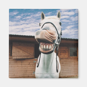 Sluiting van Paarden met Mouth Open Magneet