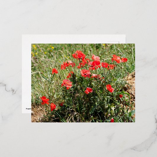 Sluiting van papaver folie feestdagen briefkaart (Voorkant / Achterkant)