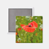 Sluiting van papaver magneet (Voorkant / Achterkant)