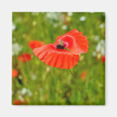 Sluiting van papaver magneet (Voorkant)