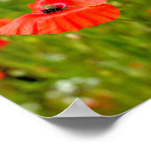 Sluiting van papaver poster (Hoek)