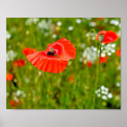 Sluiting van papaver poster (Voorkant)