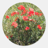 Sluiting van papaver ronde sticker (Voorkant)