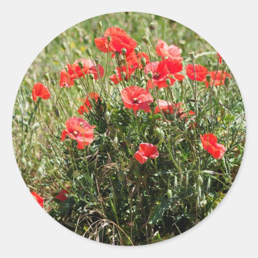 Sluiting van papaver ronde sticker (Voorkant)