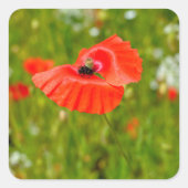 Sluiting van papaver vierkante sticker (Voorkant)