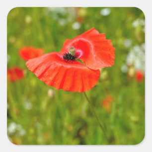 Sluiting van papaver vierkante sticker