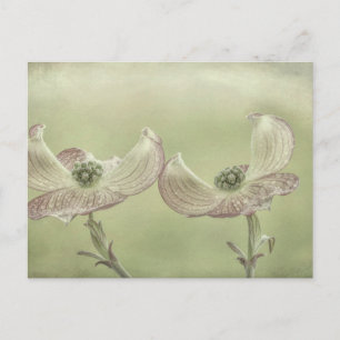 Sluiting van Pink Dogwood Blossom  Seabeck, WA Briefkaart