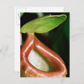 Sluiting van pitcher plant briefkaart (Voorkant / Achterkant)