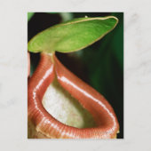 Sluiting van pitcher plant briefkaart (Voorkant)