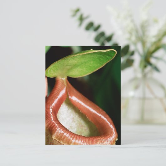 Sluiting van pitcher plant briefkaart (Staand voorkant)