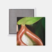 Sluiting van pitcher plant magneet (Voorkant / Achterkant)