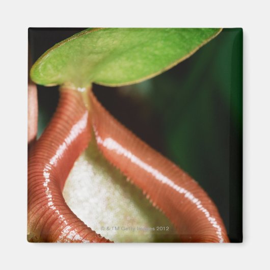 Sluiting van pitcher plant magneet (Voorkant)