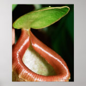 Sluiting van pitcher plant poster (Voorkant)