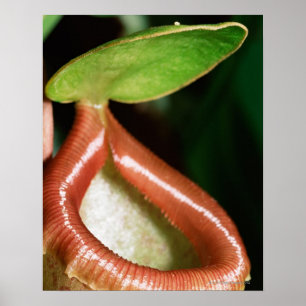 Sluiting van pitcher plant poster