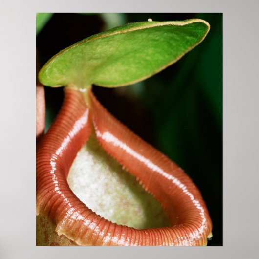 Sluiting van pitcher plant poster (Voorkant)