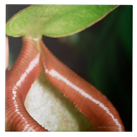 Sluiting van pitcher plant tegeltje (Voorkant)