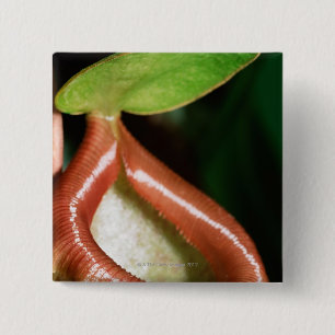 Sluiting van pitcher plant vierkante button 5,1 cm