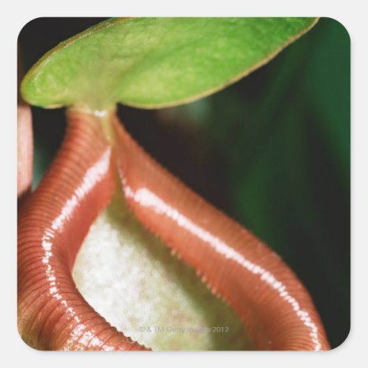 Sluiting van pitcher plant vierkante sticker (Voorkant)