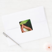 Sluiting van pitcher plant vierkante sticker (Envelop)