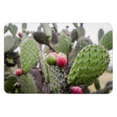 Sluiting van Prickly Pear Cactus Magneet (Horizontaal)