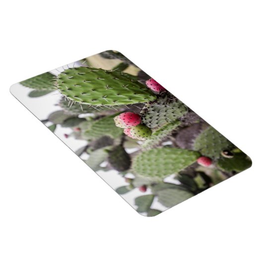 Sluiting van Prickly Pear Cactus Magneet (Rechterzijde)