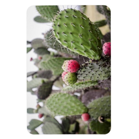 Sluiting van Prickly Pear Cactus Magneet (Verticaal)