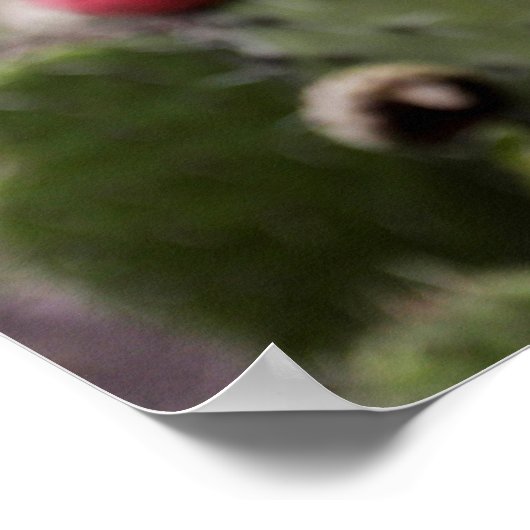 Sluiting van Prickly Pear Cactus Poster (Hoek)