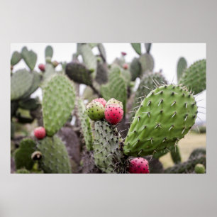 Sluiting van Prickly Pear Cactus Poster