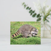 Sluiting van Raccoon Briefkaart (Staand voorkant)