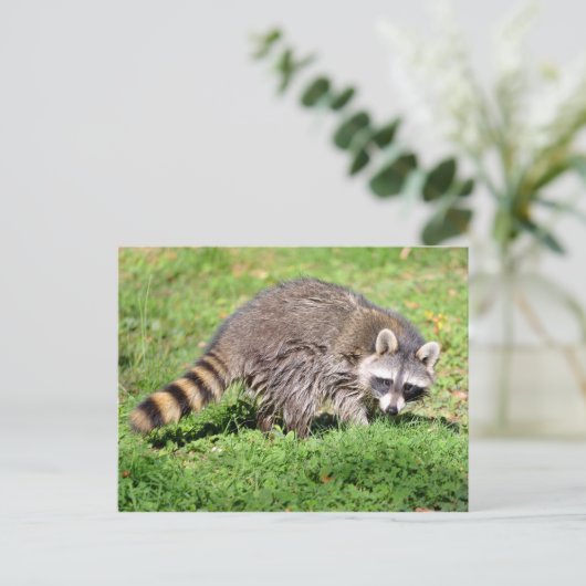 Sluiting van Raccoon Briefkaart (Staand voorkant)