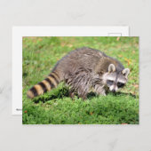 Sluiting van Raccoon Briefkaart (Voorkant / Achterkant)