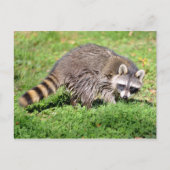 Sluiting van Raccoon Briefkaart (Voorkant)