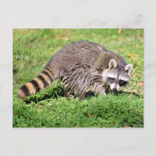 Sluiting van Raccoon Briefkaart (Voorkant)