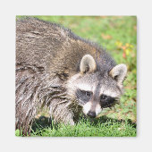 Sluiting van Raccoon Magneet (Voorkant)