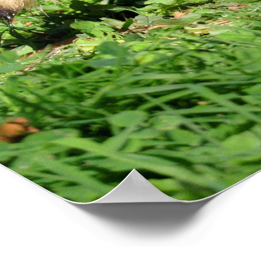 Sluiting van Raccoon Poster (Hoek)