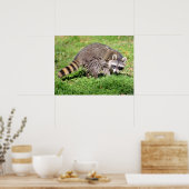 Sluiting van Raccoon Poster (Keuken)