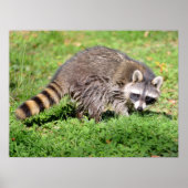 Sluiting van Raccoon Poster (Voorkant)