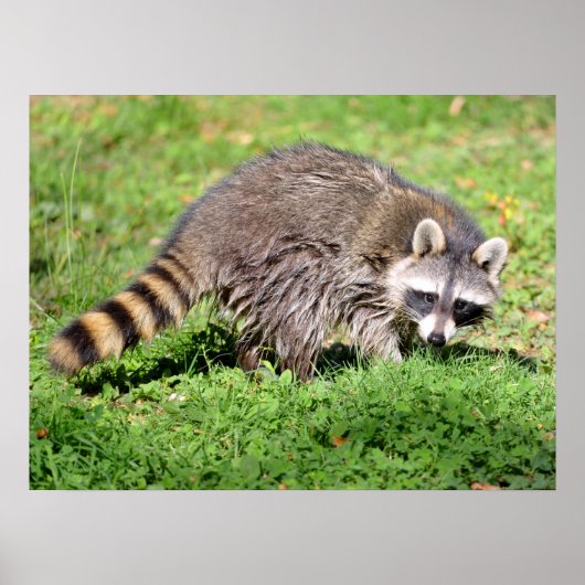 Sluiting van Raccoon Poster (Voorkant)
