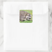 Sluiting van Raccoon Vierkante Sticker (Tas)