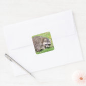 Sluiting van Raccoon Vierkante Sticker (Envelop)
