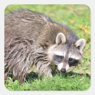Sluiting van Raccoon Vierkante Sticker