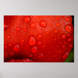 Sluiting van regendruppels op tulpenblad poster