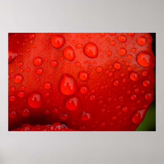 Sluiting van regendruppels op tulpenblad poster (Voorkant)